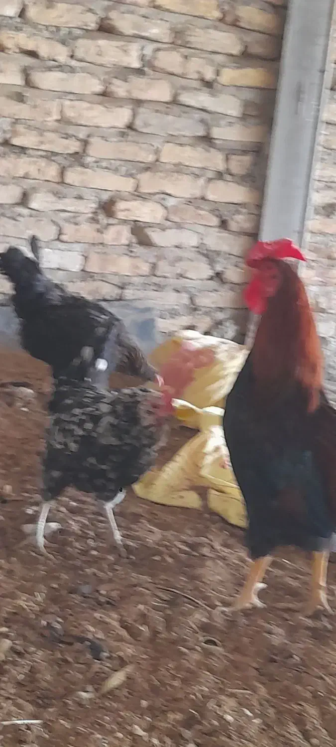 تخم مرغ نطفه دار گلین ریشو و خالدار|حیوانات مزرعه|تهران, شادآباد|دیوار