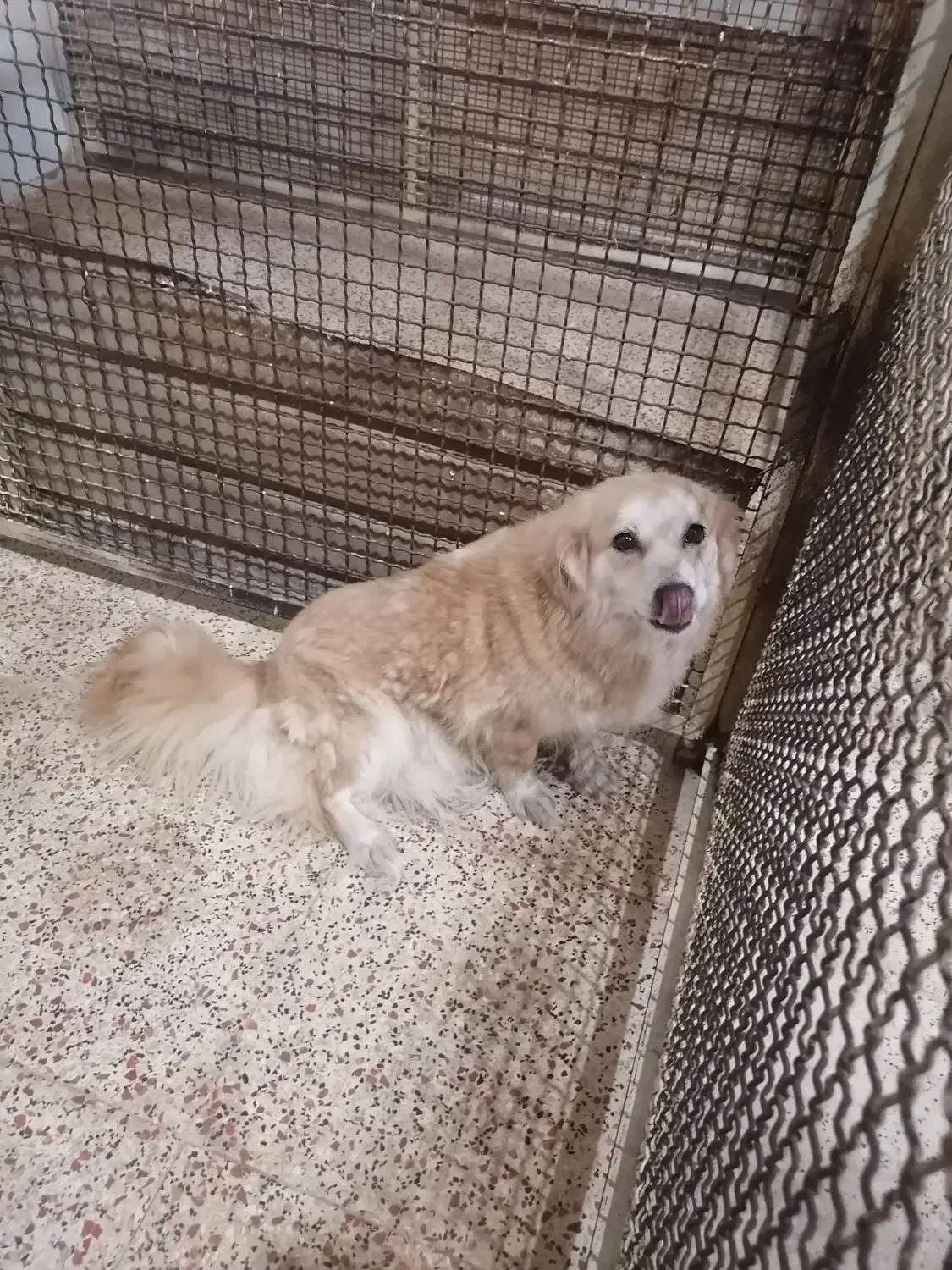 سگ اشپیتز ماده شیتزو واگذاری رایگان|سگ|کرج, کوی زنبق|دیوار