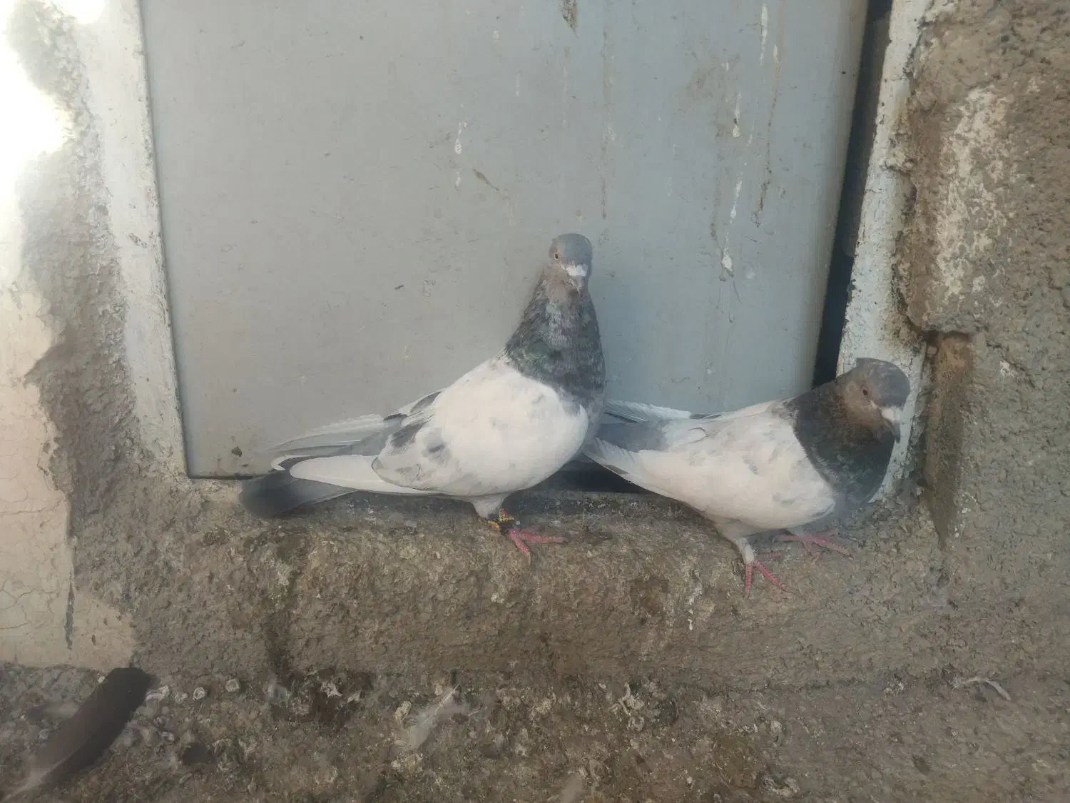 کبوتر|پرنده|شیراز, سجادیه|دیوار
