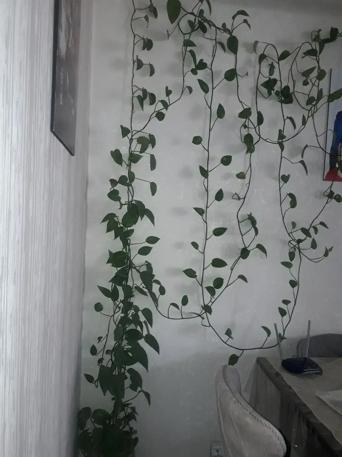 گل پتوس|گل و گیاه طبیعی|اصفهان, بهارستان|دیوار