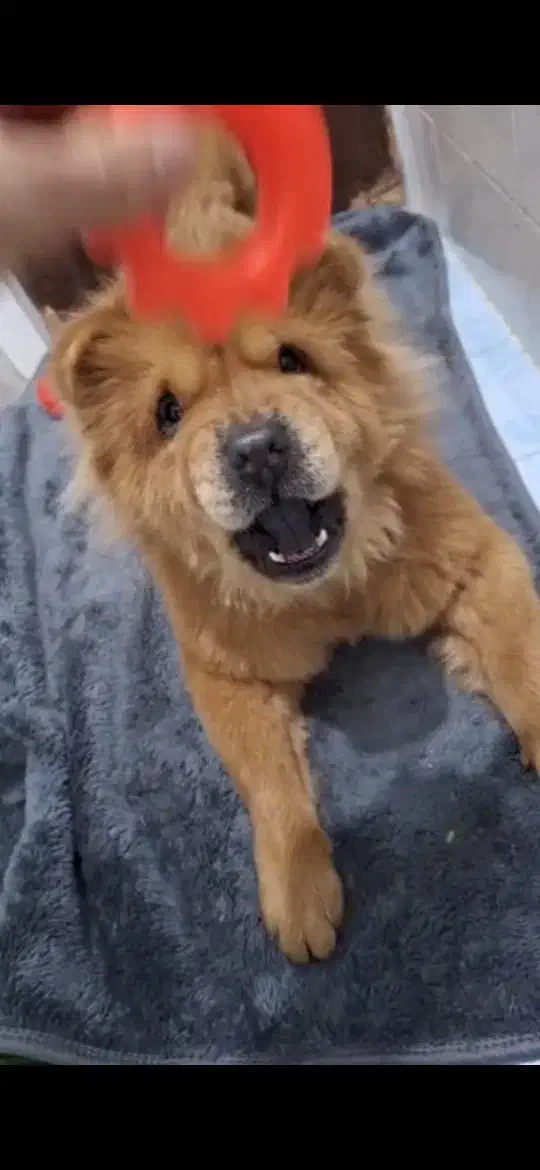 سگ ماده چاو چاو واگذاری|سگ|بابل, |دیوار