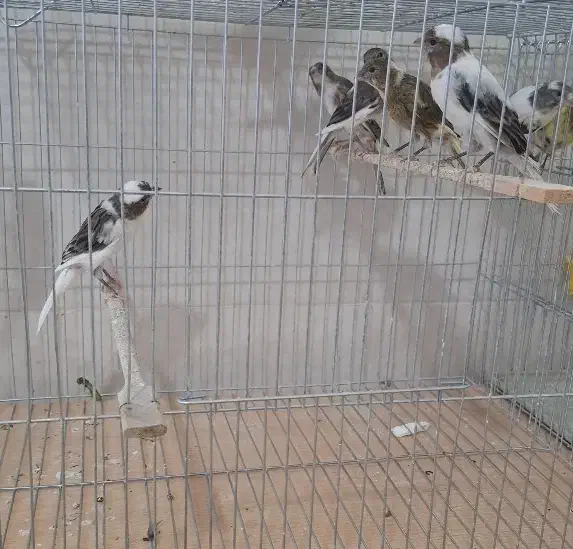 فروش قناری به صورت کلی|پرنده|اردکان, |دیوار