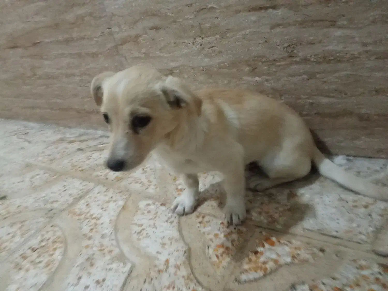 سگ پا کوتاه|سگ|باغستان, |دیوار