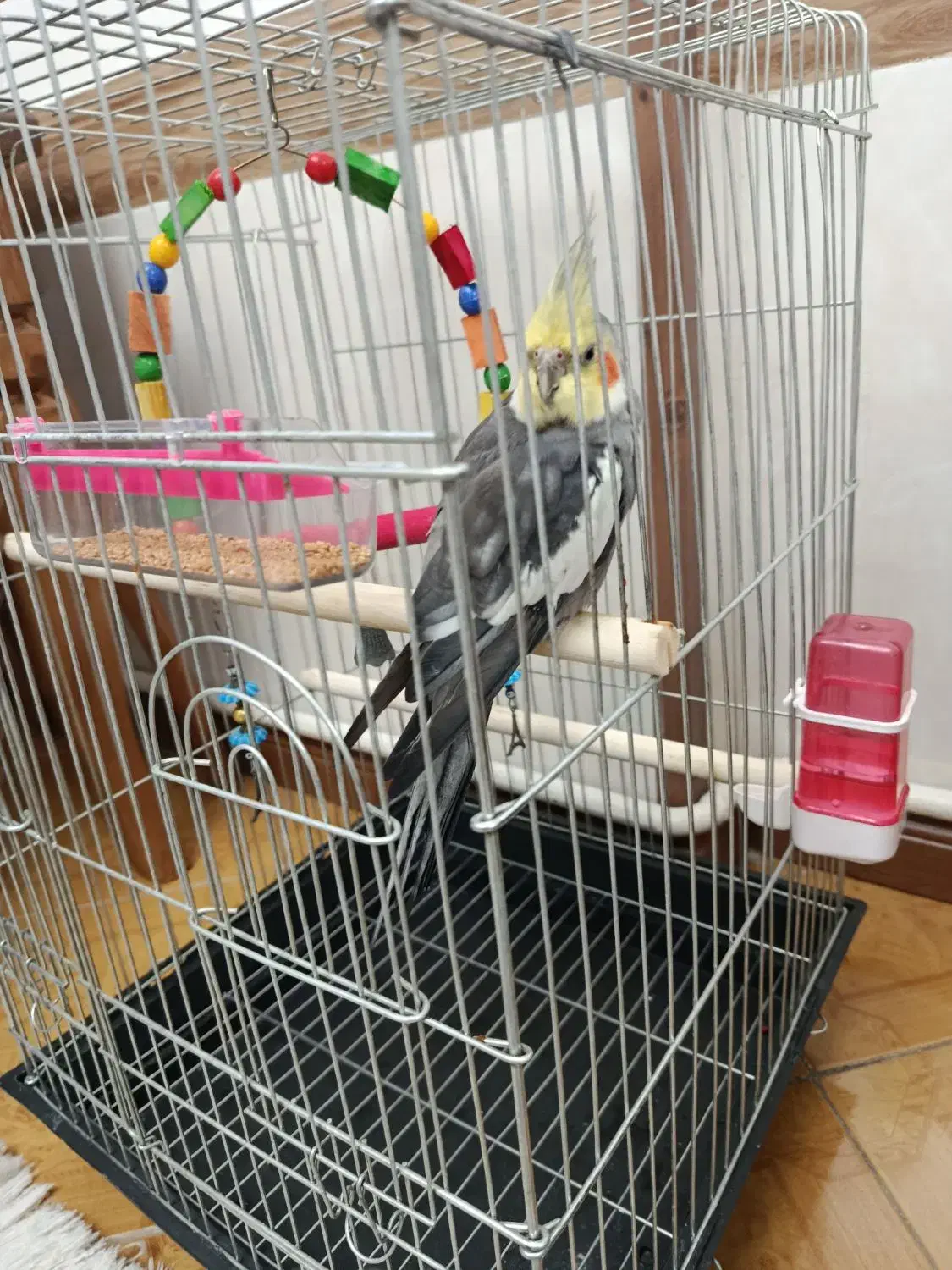 عروس هلندی|پرنده|محمدشهر, کوی بهار|دیوار