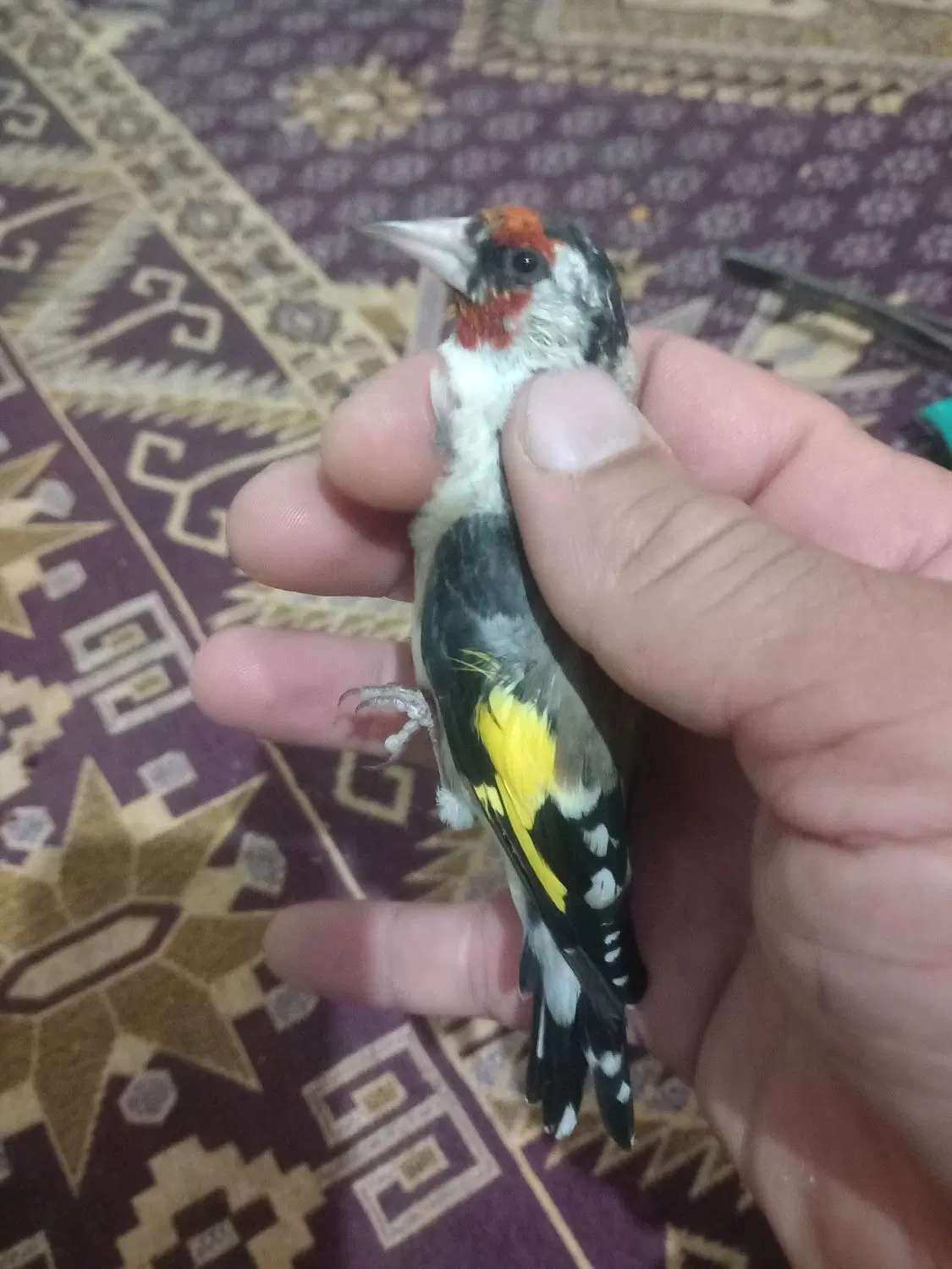 سهره|پرنده|کرج, حیدرآباد|دیوار