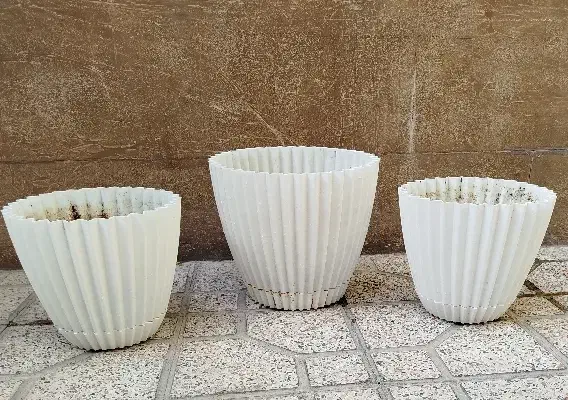 استند و گلدان|گل و گیاه طبیعی|شاهین‌شهر, حافظ شمالی|دیوار