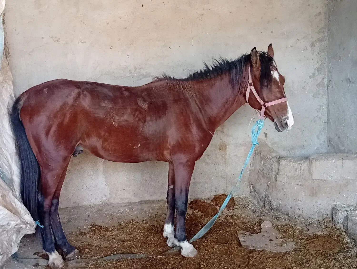 اسب|اسب و تجهیزات اسب‌سواری|رامشیر, |دیوار