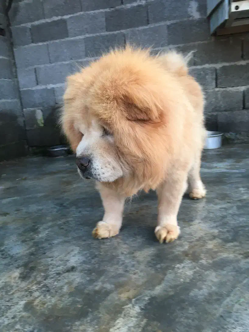 چاوچاو زبان بنفش اصیل ساکت و اجتماعی|سگ|رشت, حمیدیان|دیوار