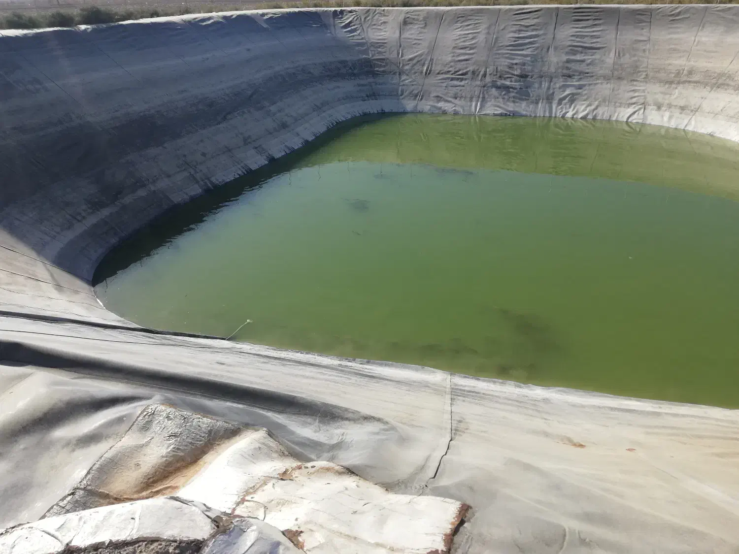 فروش ماهی کپور و آمور در استخر کشاورزی جهت طبخ|ماهی|ششده و قره بلاغ, |دیوار