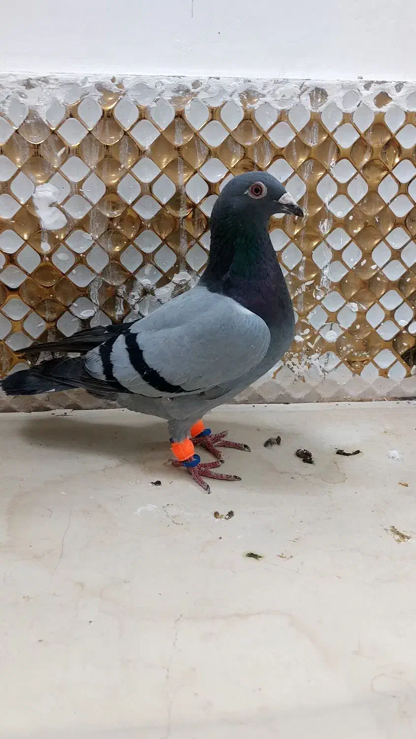 کبوترماده|پرنده|مشهد, انصار|دیوار