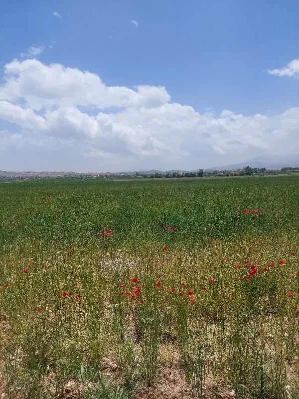 فروش زمین ۱۰۰۰ متری در خان زنیان چرامکان|فروش زمین و ملک کلنگی|شیراز, اصلاح‌نژاد|دیوار
