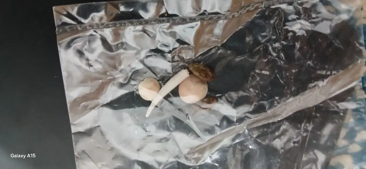 مهره ما|جواهرات|خمینی‌شهر, |دیوار