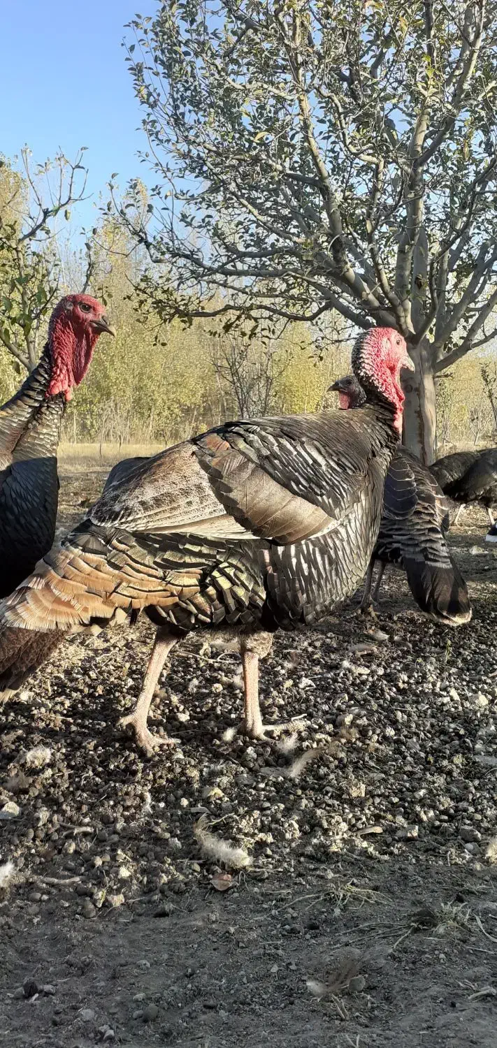 خروس محلی+بوقلمون نر|حیوانات مزرعه|مشگین شهر, |دیوار