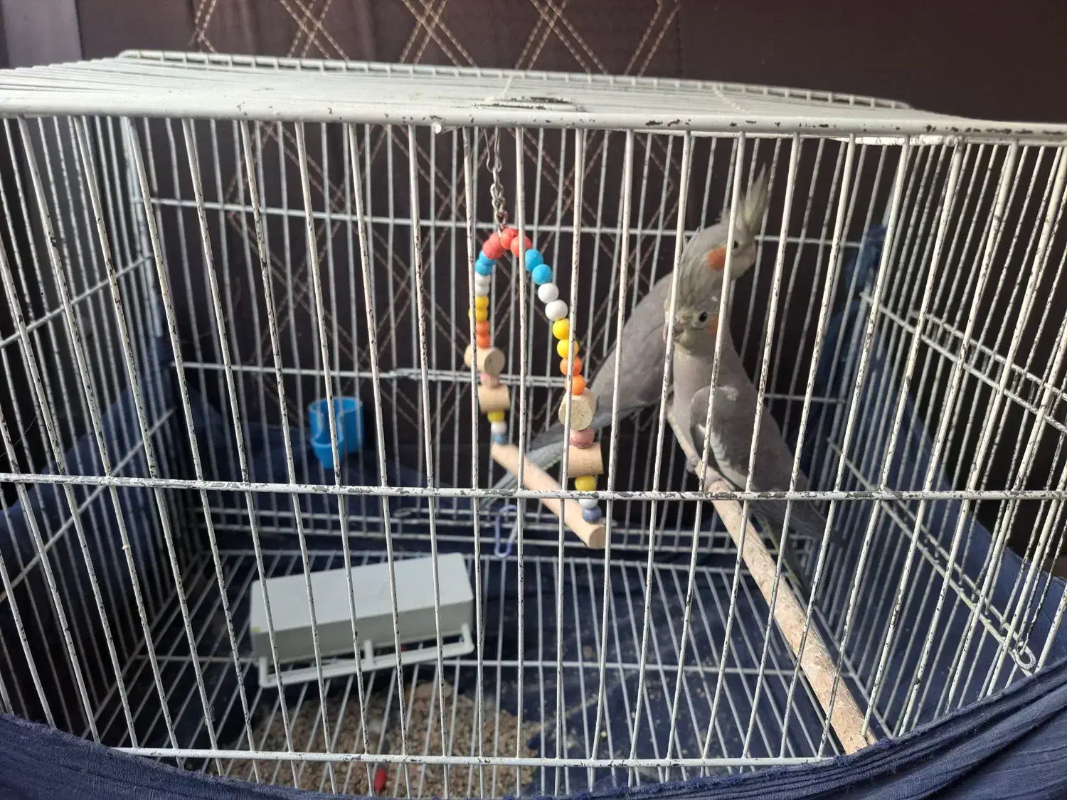 یک جفت عروس هلندی نر و ماده|پرنده|قم, زاویه|دیوار