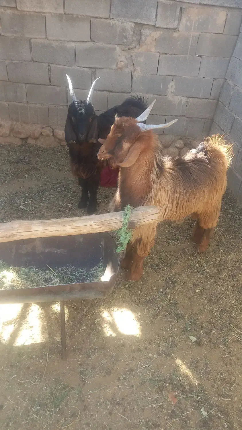 توافقی|حیوانات مزرعه|زرقان, |دیوار