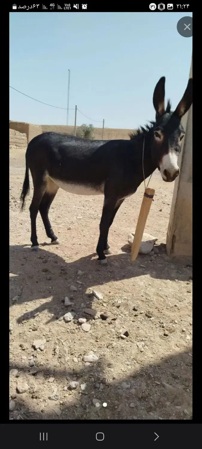 یک عدد الاغ|حیوانات مزرعه|سبزوار, قصبه غربی|دیوار