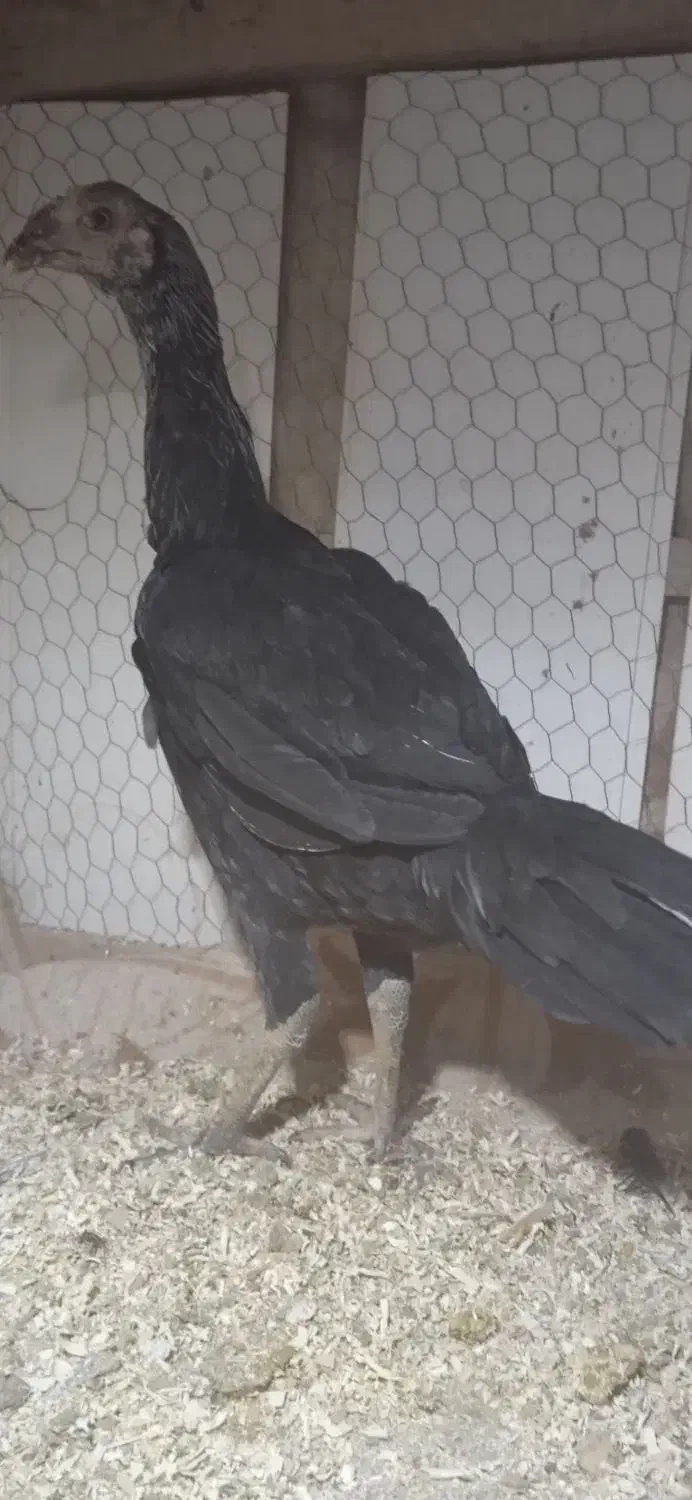 طاقچه لاری اصیل|حیوانات مزرعه|تربت جام, شاهد|دیوار