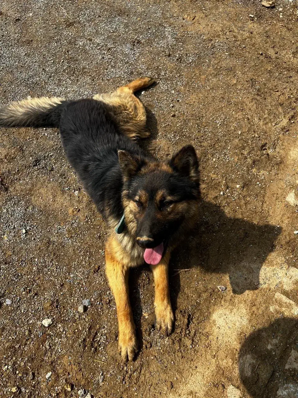 ژرمن|سگ|همدان, |دیوار