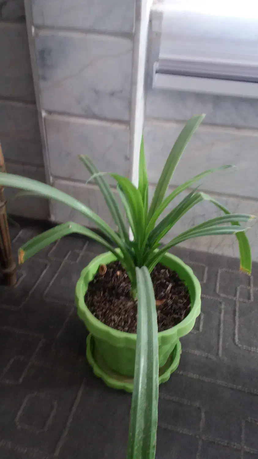 گل پاندانوس|گل و گیاه طبیعی|قم, نخودی|دیوار