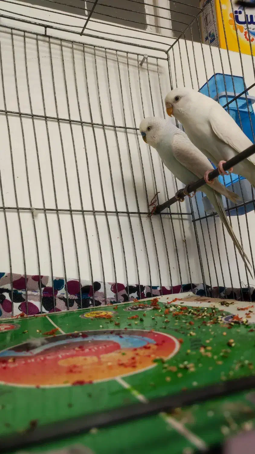 مرغ عشق|پرنده|شیراز, شاهچراغ|دیوار