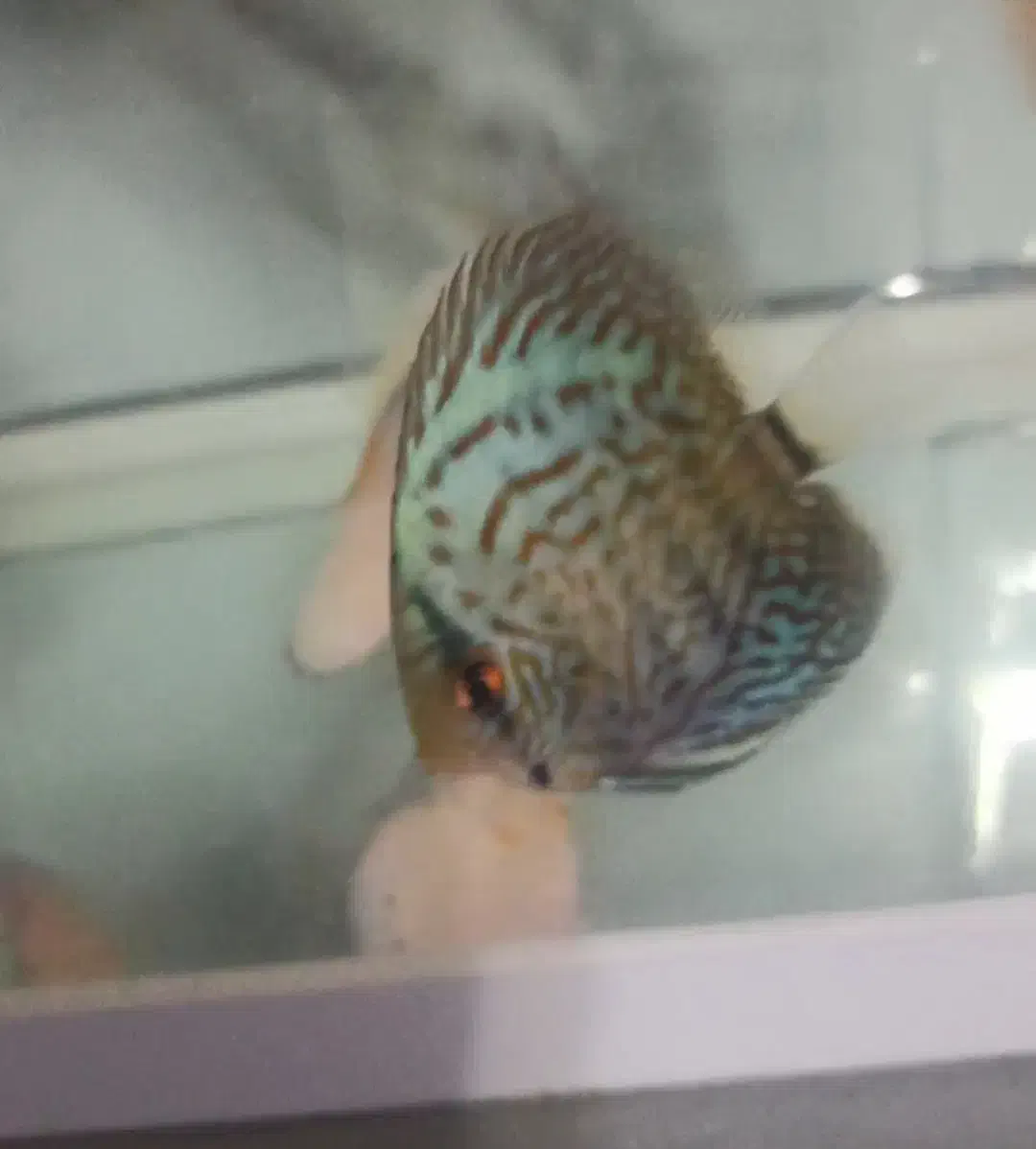 فروش ویژه دیسکس سایز ۳ اینچ|ماهی|بندرعباس, |دیوار