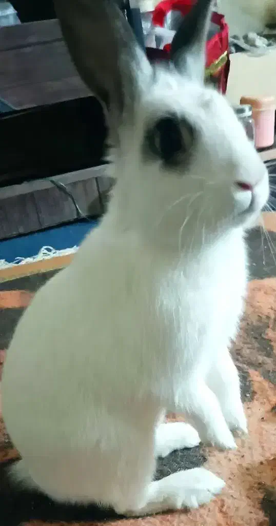 خرگوش گم شده|حیوانات|شهرضا, |دیوار