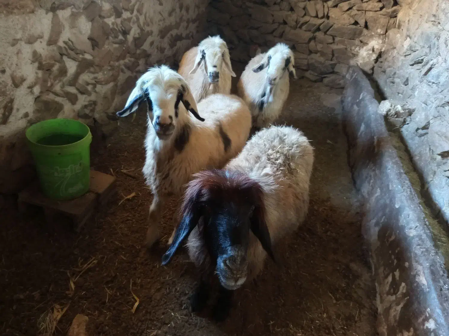 میش ترکی|حیوانات مزرعه|چنارود, |دیوار