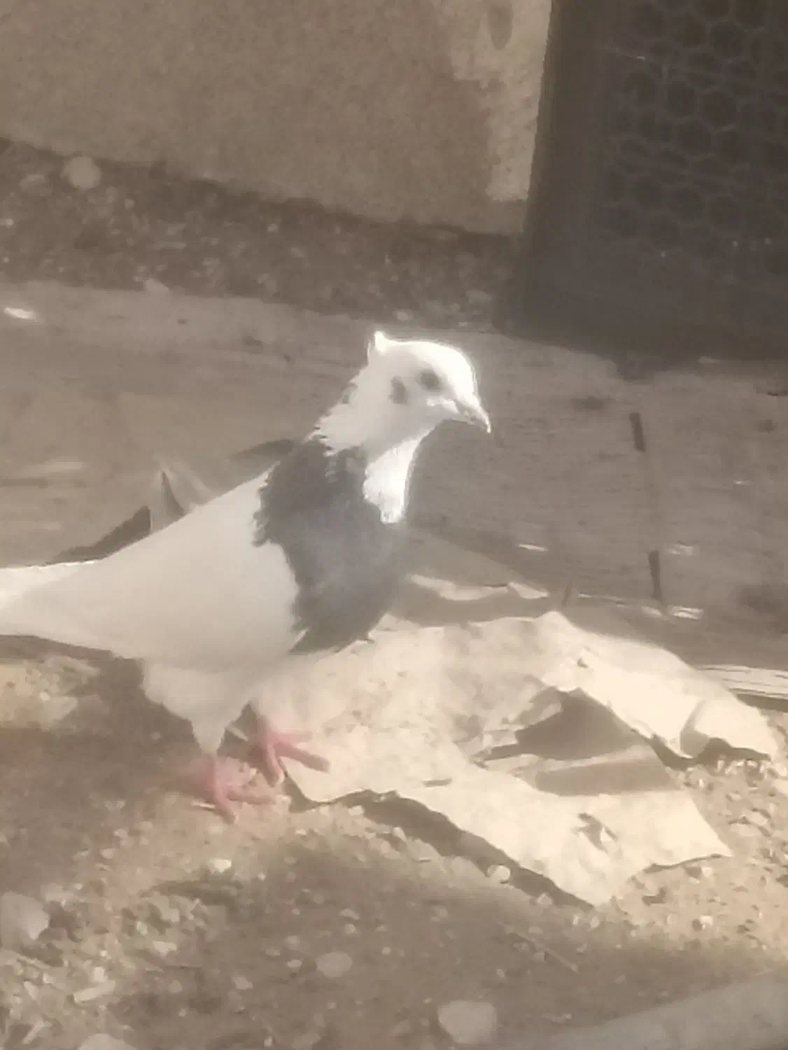 300|پرنده|خفر, |دیوار