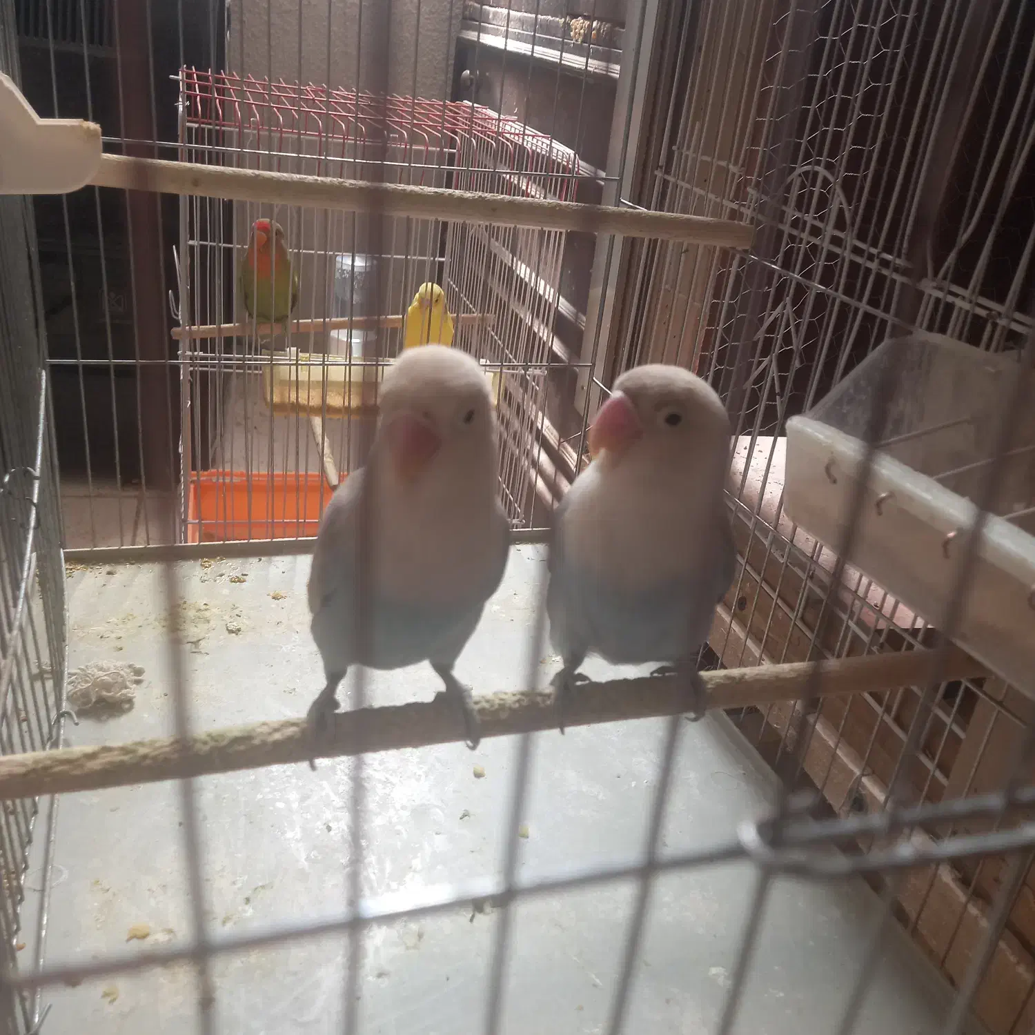 دوتا کوتوله شیطون نیمه دستی باهوش|پرنده|فولادشهر, A3|دیوار