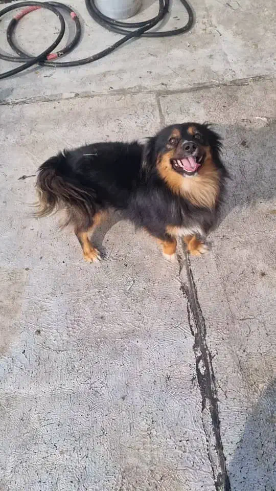 سگ پاکوتاه نر|سگ|خوی, |دیوار