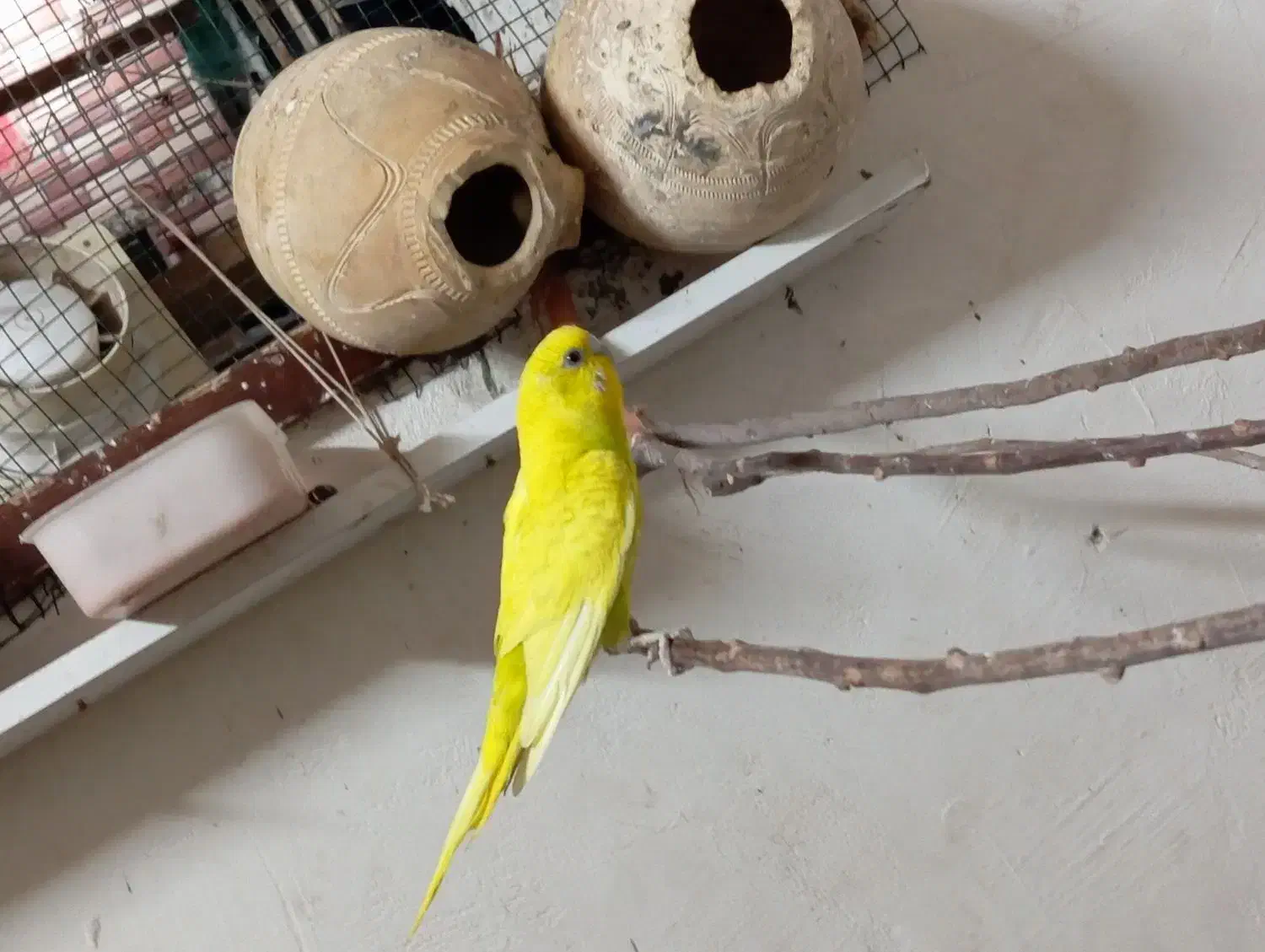 مرغ عشق معاوضه...|پرنده|قشم, |دیوار