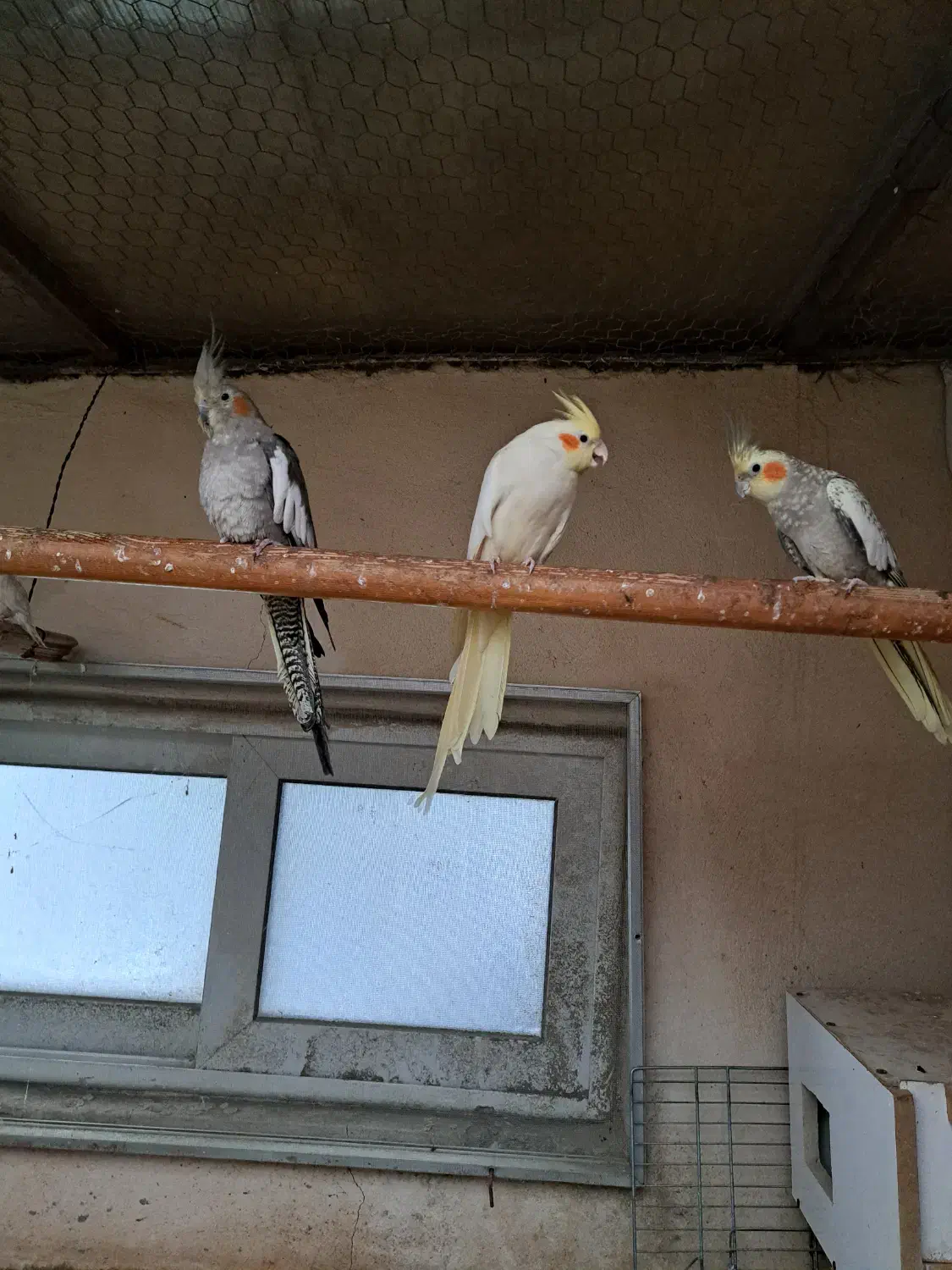 عروس هلندی|پرنده|کرج, فاز ۳ مهرشهر|دیوار