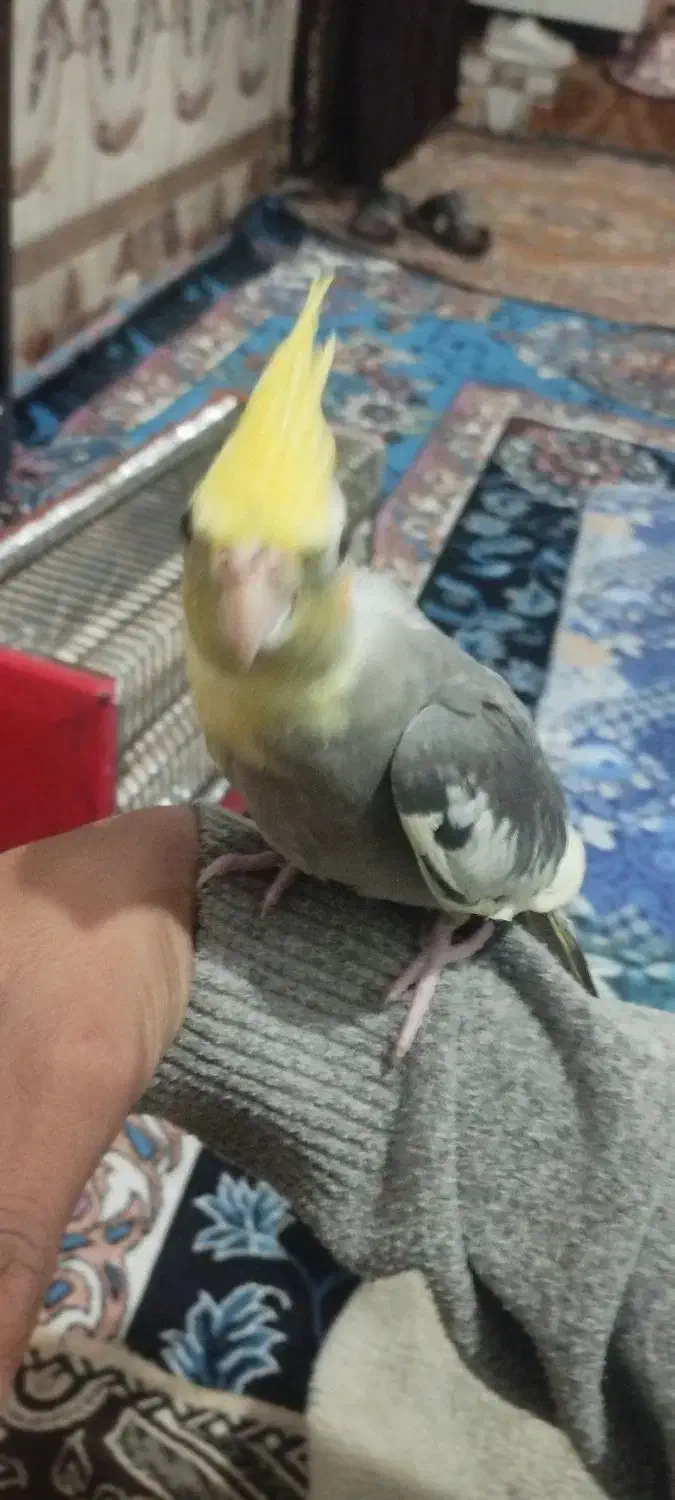 اسباب بازی|اسباب‌بازی بچه|شادگان, |دیوار