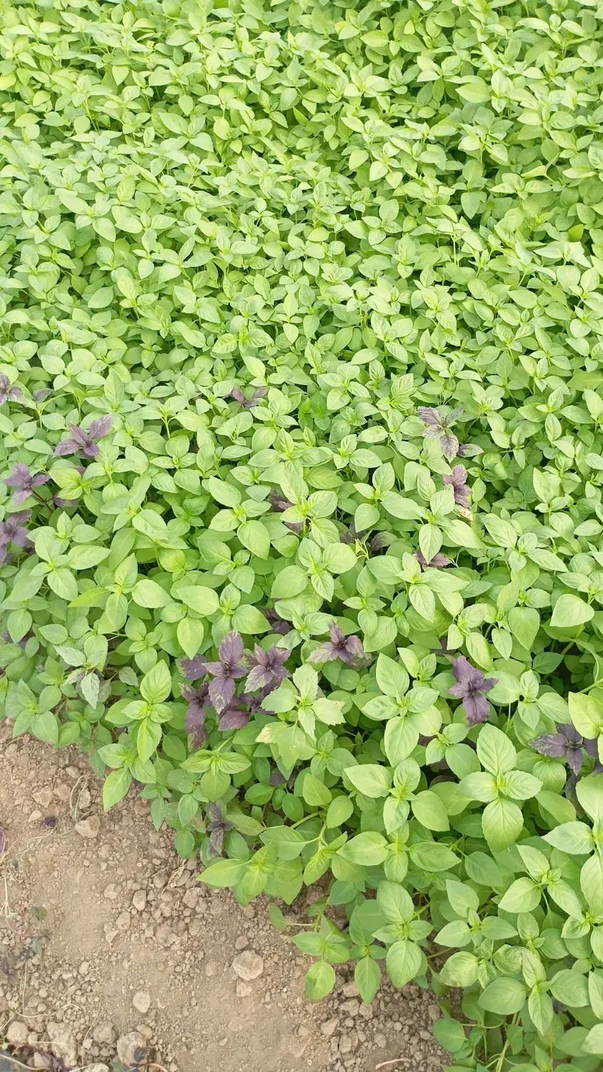 گلخانه ای|گل و گیاه طبیعی|نیشابور, ده حلاج|دیوار