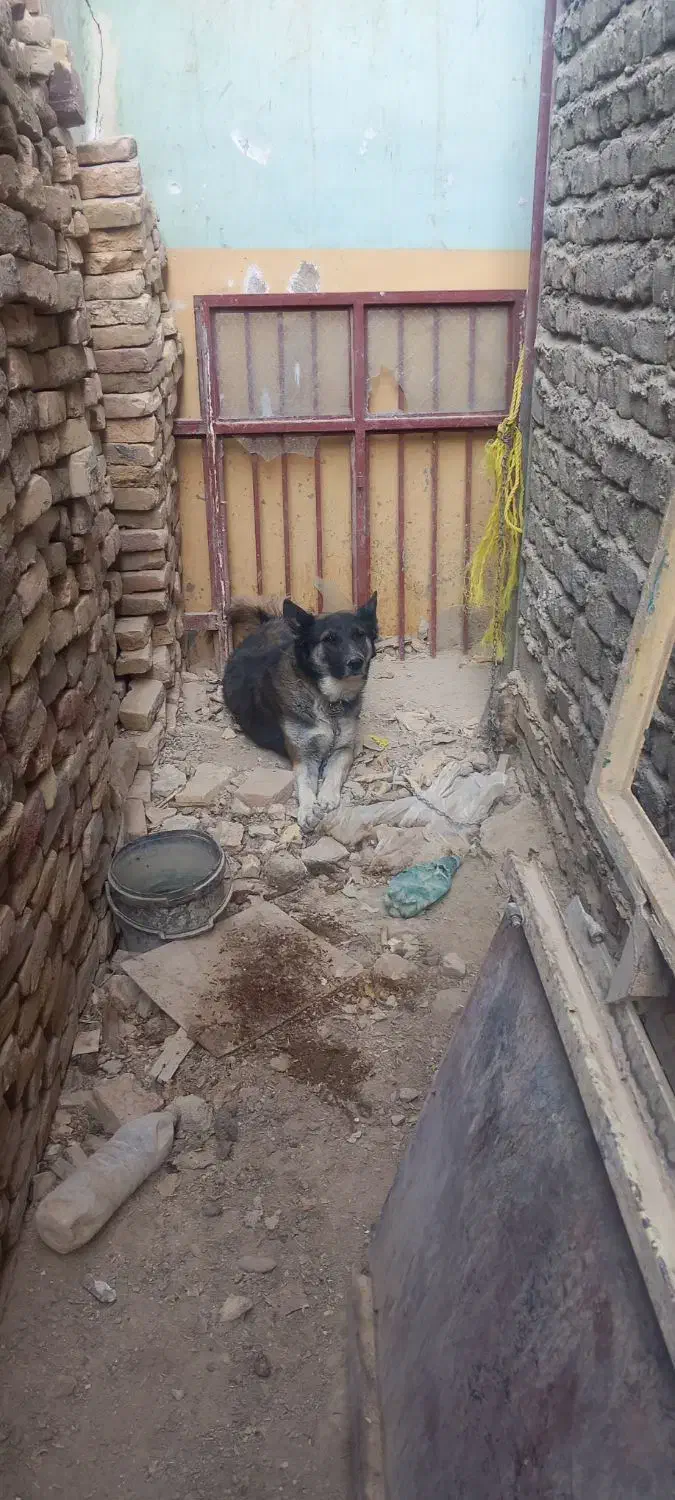 سگ خوب باهوش سگ شناس باشی میشناسی سگو|سگ|زابل, |دیوار