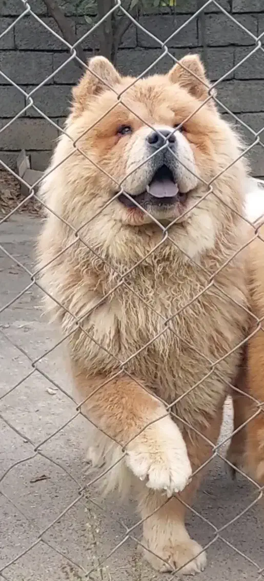 سگ چاو چاو|سگ|نوشهر, |دیوار