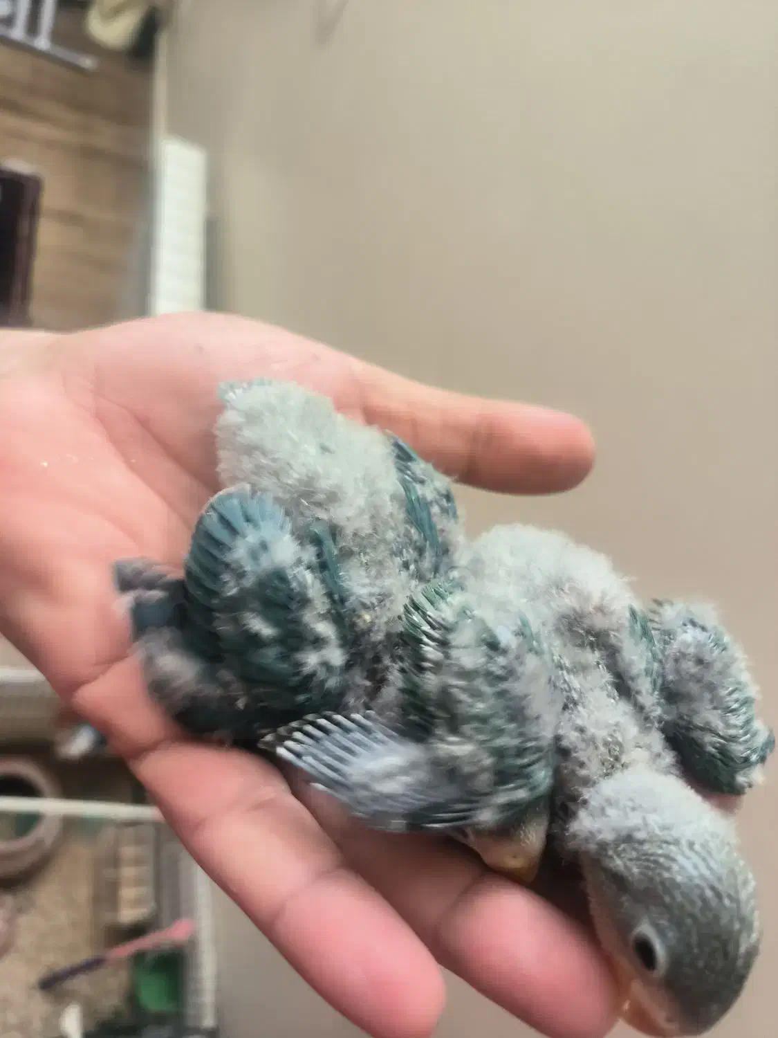 کوتوله سرلاکی|پرنده|بیرجند, |دیوار