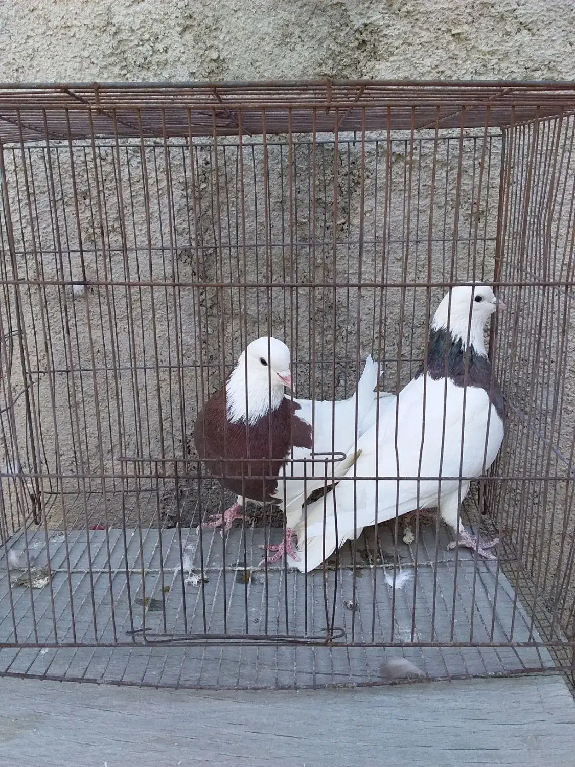 کبوتر فروشی...|پرنده|محمدیه-قزوین, |دیوار