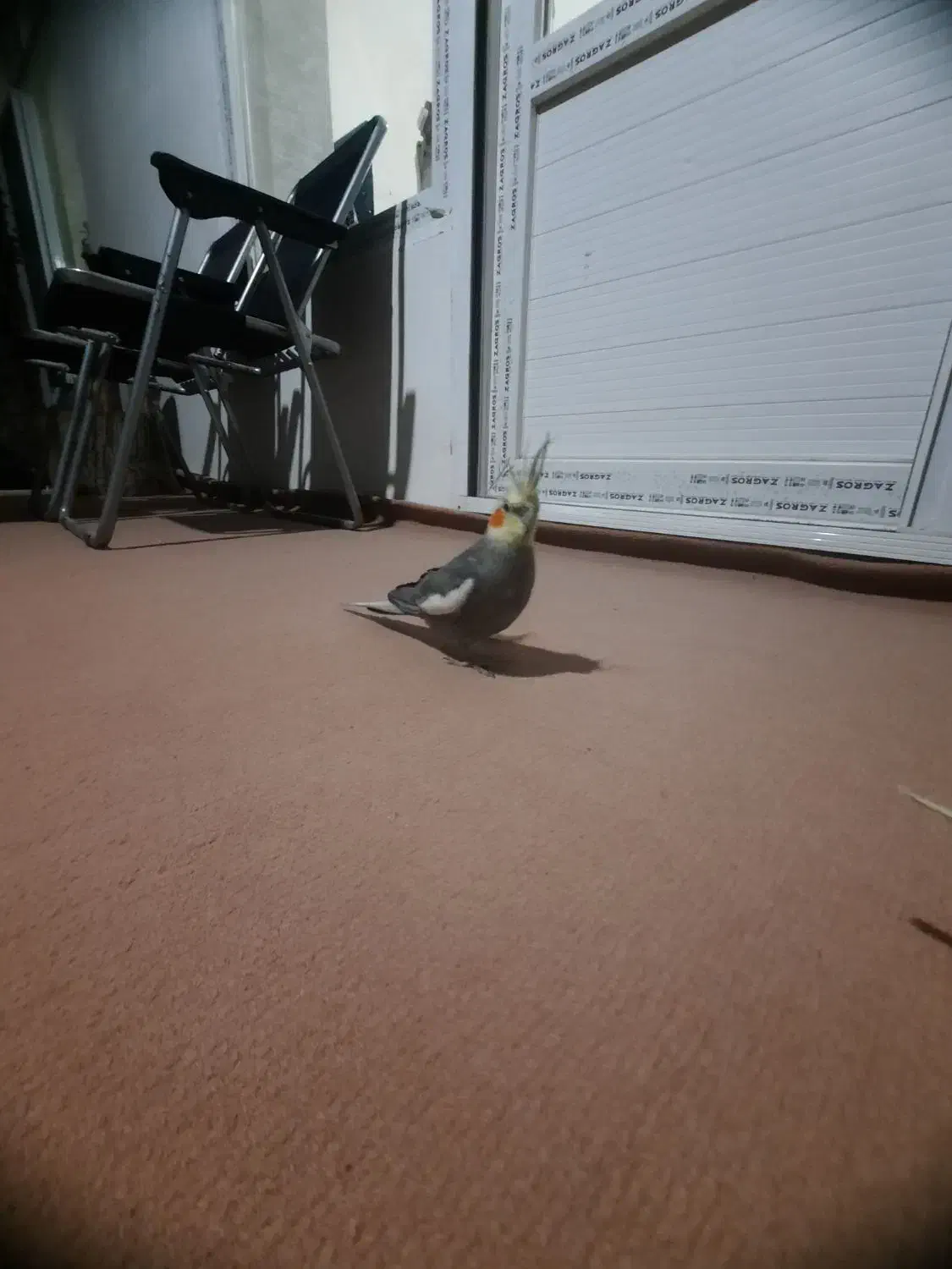 عروس هلندی|پرنده|اشنویه, |دیوار