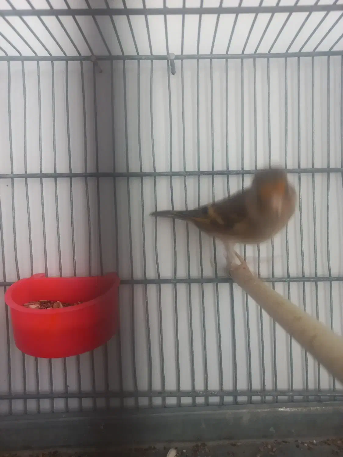 سهره قناری|پرنده|تهران, افسریه جنوبی|دیوار