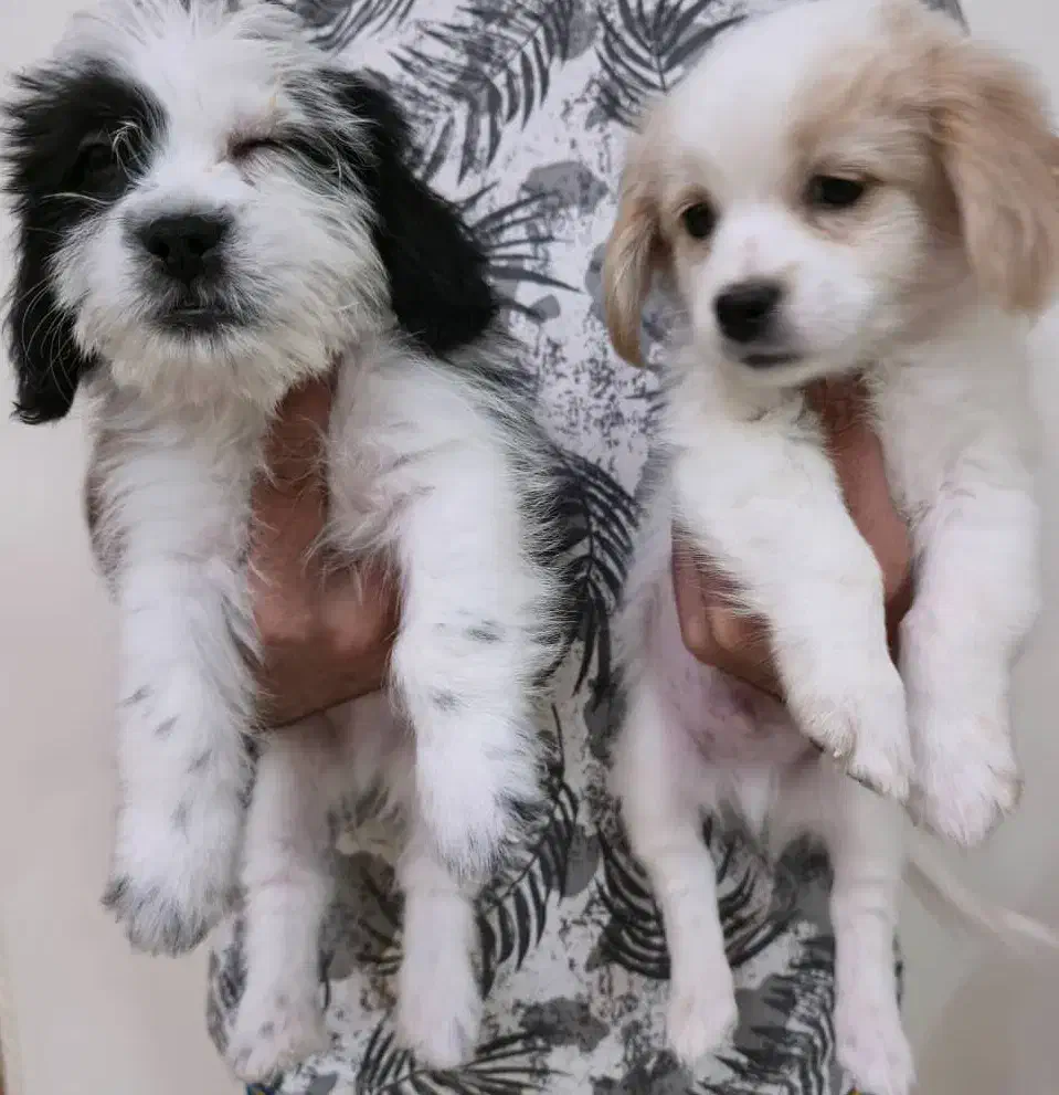 توله اشپیتز و شیتزو کراس|سگ|شیراز, شهرک گلستان|دیوار