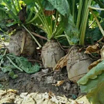 چغندر علوفه مخصوص دام|لوازم جانبی حیوانات|چناران, |دیوار