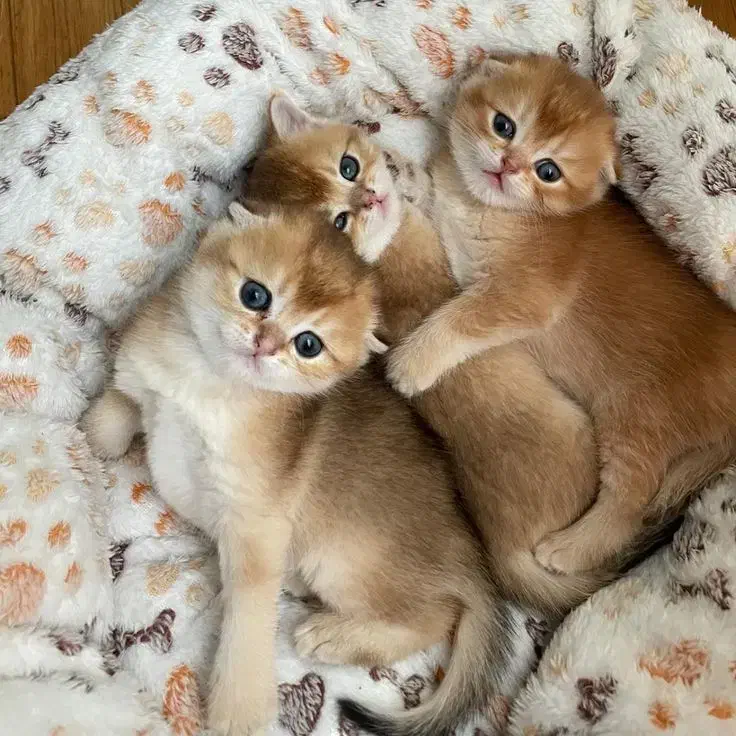 اسکاتیش گلد اصیل|گربه|تهران, جماران (نیاوران)|دیوار