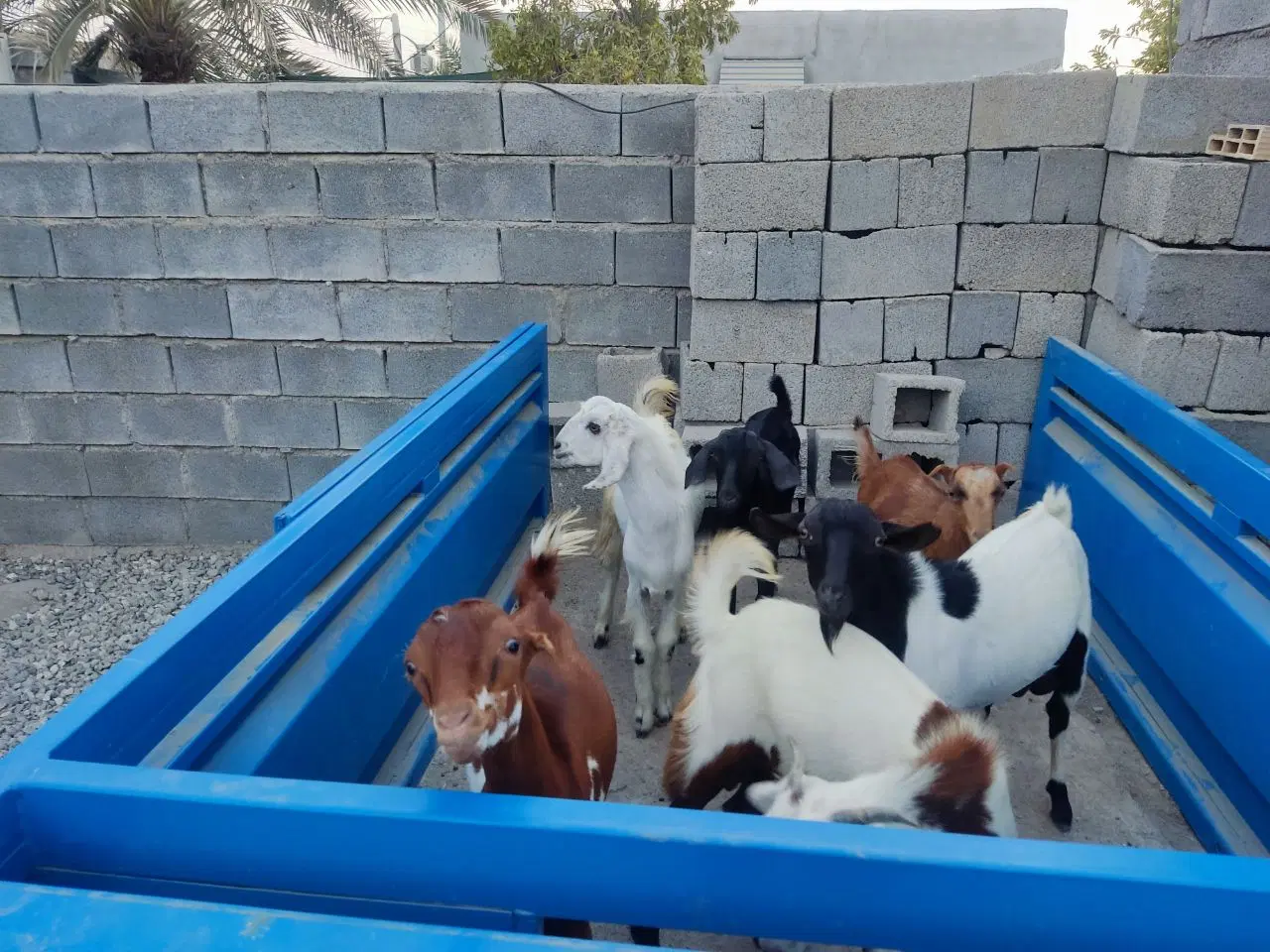 کهر|حیوانات مزرعه|میناب, |دیوار