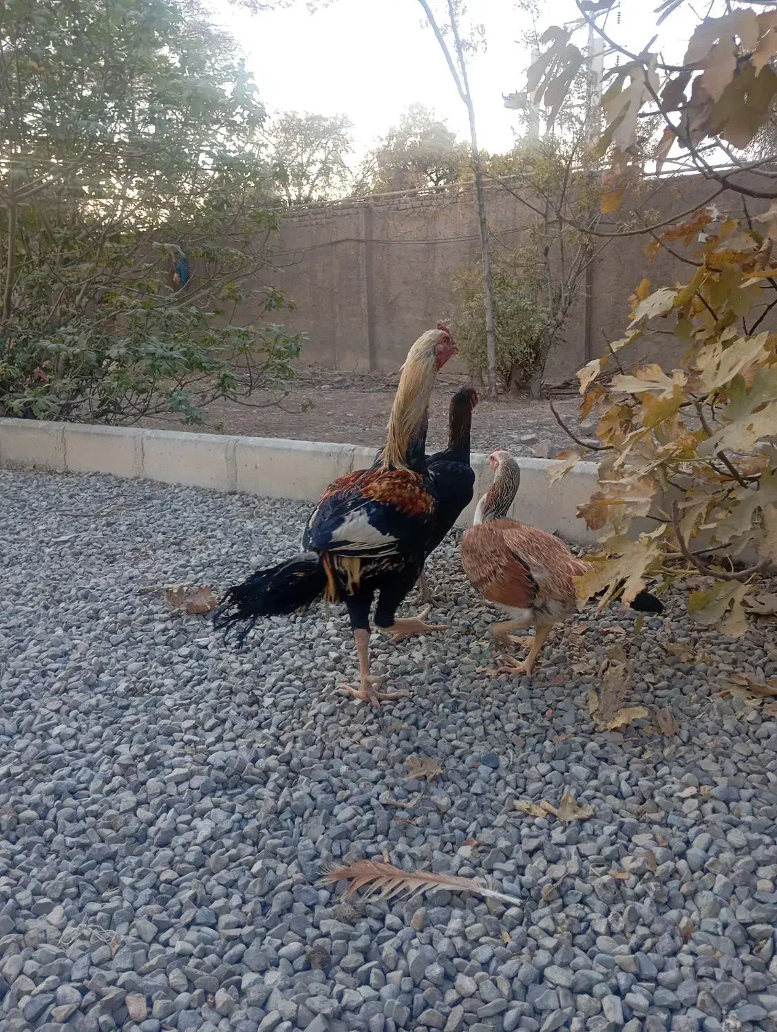 خروس و مرغ لاری|حیوانات مزرعه|پیشوا, |دیوار