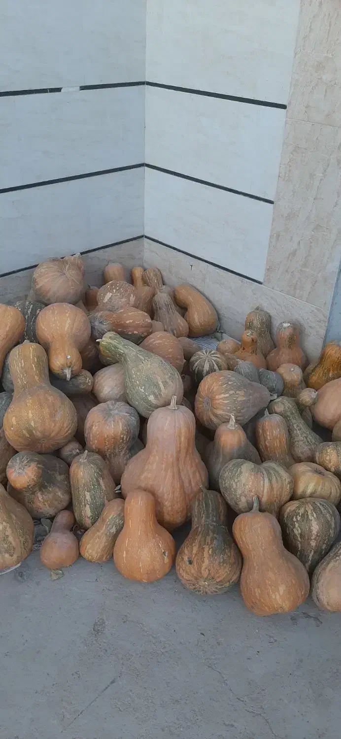 آبغوره خالص . کدو حلوایی|خوردنی و آشامیدنی|تاکستان, |دیوار