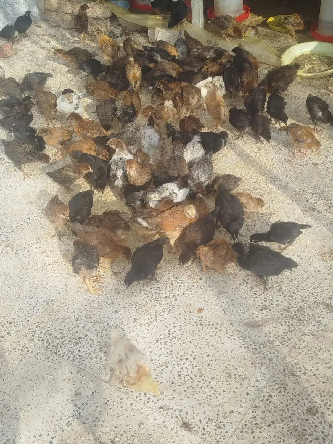 جوجه محلی گلپایگان|حیوانات مزرعه|خلیل آباد, |دیوار