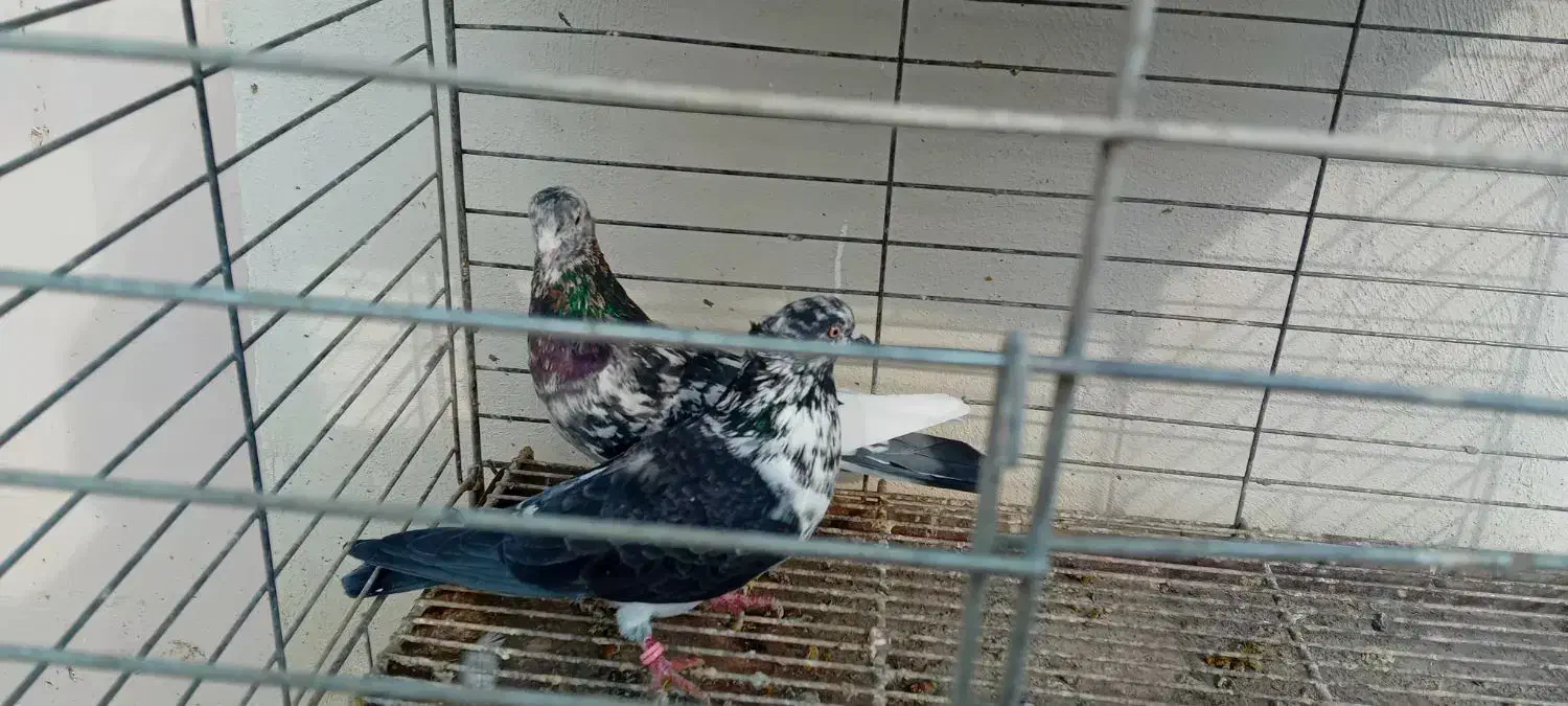 سرور|پرنده|قم, شهرک طالقانی|دیوار