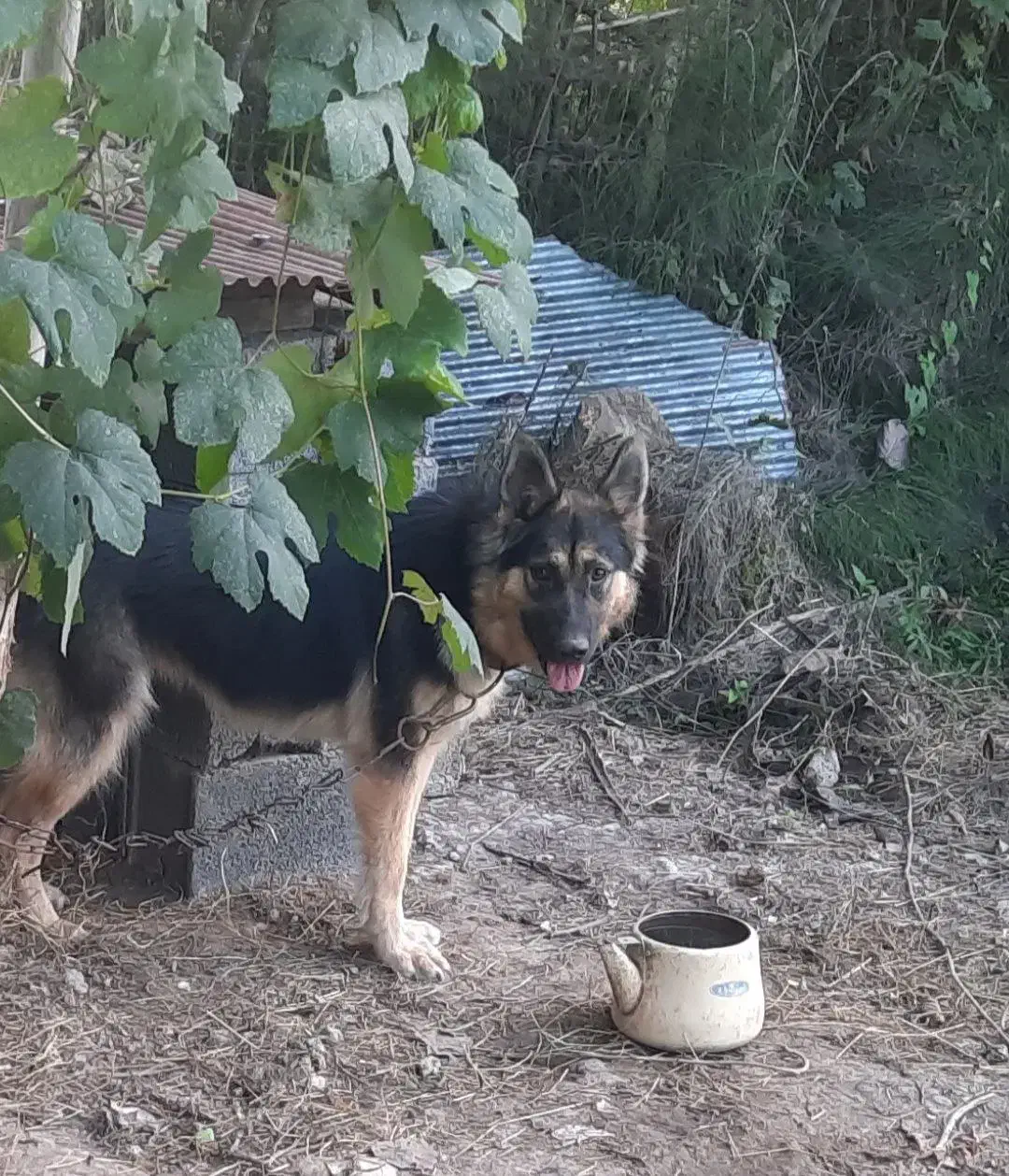 سگ گمشده|حیوانات|لولمان, |دیوار