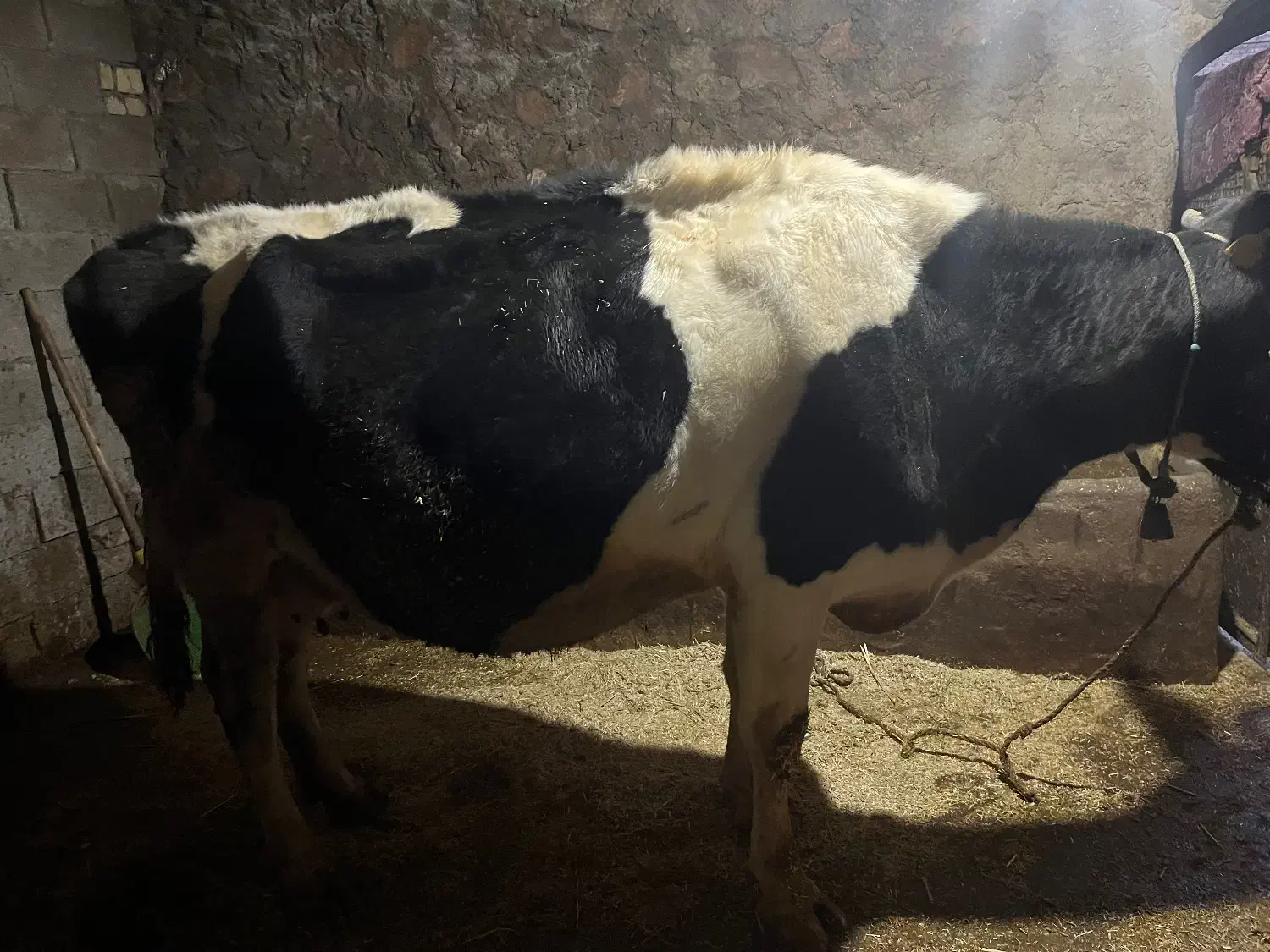 گاو شیری|حیوانات مزرعه|بیرانوند, |دیوار